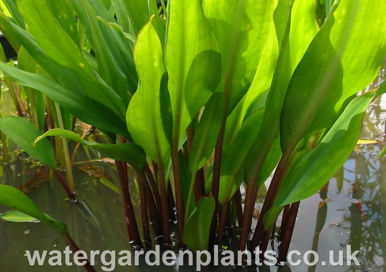 Orontium aquaticum red stem - EXCLUSIVE