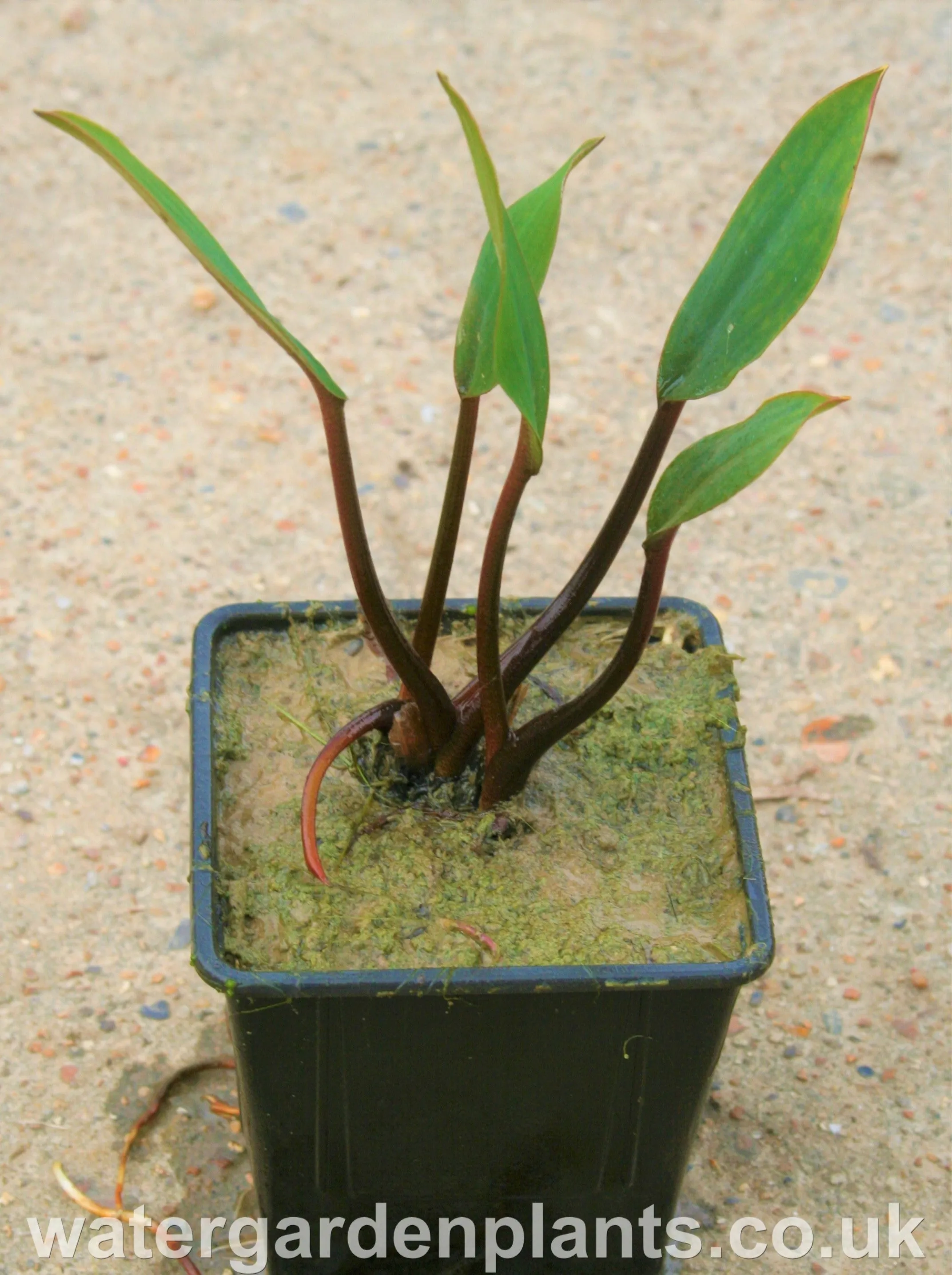 Orontium aquaticum red stem - EXCLUSIVE