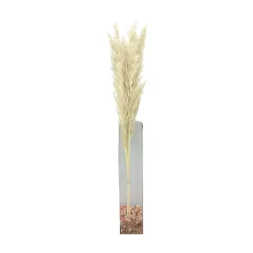 Tall Pampas in Poly Sleeve, Set of 5